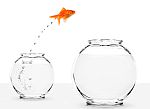 smal fischbowl with one fisch jumping to a bigger bowl